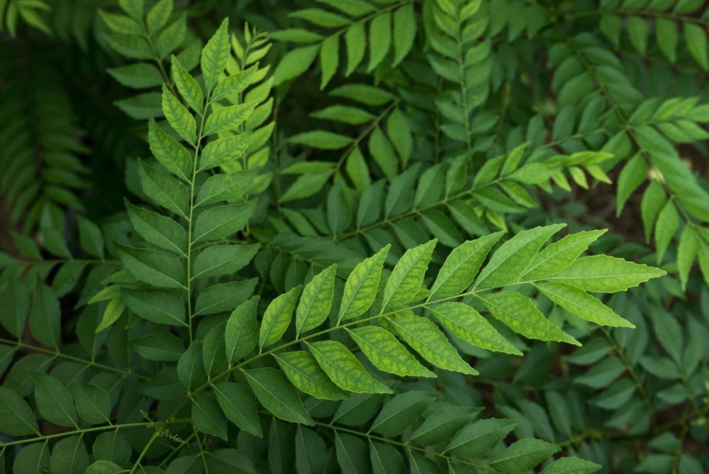 curry-leaves-pitlakootu